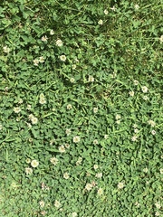Trifolium repens