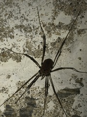 Hadrobunus maculosus