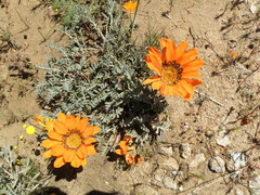 Gazania leiopoda