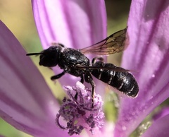 Heriades