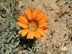 Gazania leiopoda