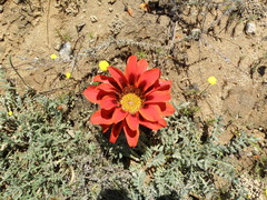 Gazania leiopoda