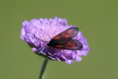 Zygaena viciae