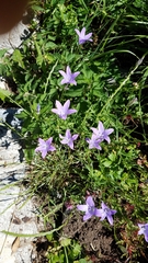 Campanula patula