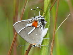 Strymon acis bartrami