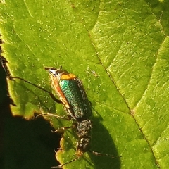 Clanoptilus elegans