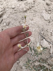 Mentzelia argillicola