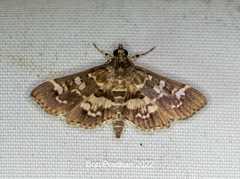 Hymenia