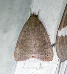Maurilia