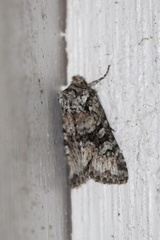 Lacinipolia cuneata