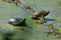 Chrysemys picta picta