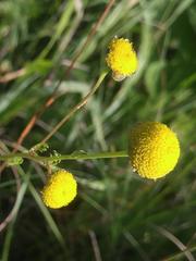 Tripleurospermum inodorum