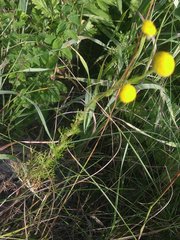 Tripleurospermum inodorum