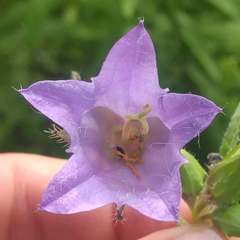 Campanula trachelium