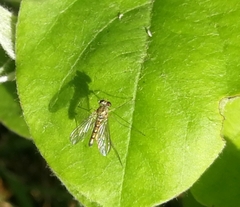 Chrysopilus asiliformis