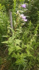 Campanula trachelium
