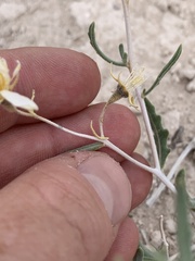 Mentzelia argillicola