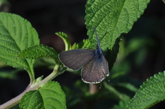Leptotes pirithous