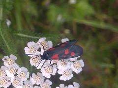 Zygaena
