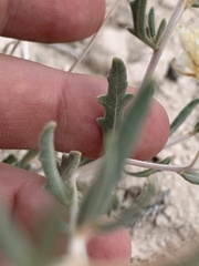 Mentzelia argillicola