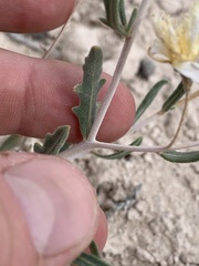 Mentzelia argillicola