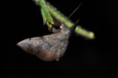 Anticarsia rubricans