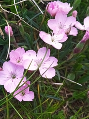 Dianthus microlepis