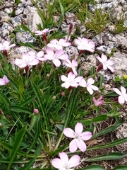 Dianthus microlepis