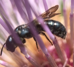 Ceratina