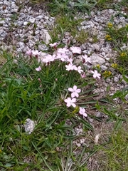 Dianthus microlepis