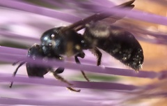 Ceratina