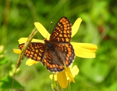Euphydryas intermedia