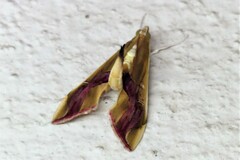 Agathodes ostentalis