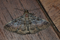 Polydesma umbricola