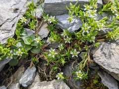 Moehringia ciliata