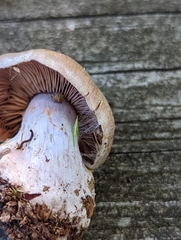 Cortinarius torvus