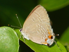 Satyrium kingi