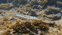 Parapercis xanthozona