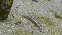 Parapercis xanthozona