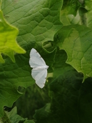 Lomographa bimaculata