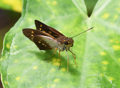 Calpodes triangularis