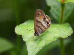 Cissia pseudoconfusa