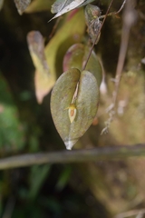 Pleurothallis undulata