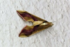 Agathodes ostentalis