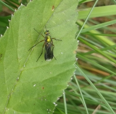 Poecilobothrus nobilitatus