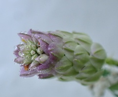 Polygala mariana