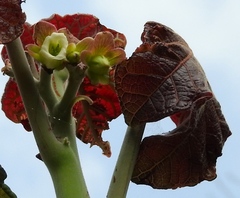 Jatropha peltata