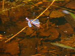 Pyrrhosoma nymphula
