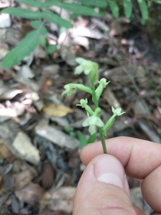 Platanthera clavellata