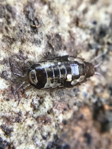 Ischioscia martinae
